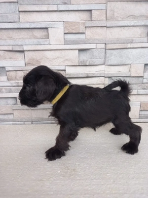 Shnauzer pitic negru  - imagine 4