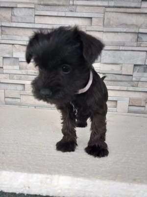 Shnauzer pitic negru  - imagine 2