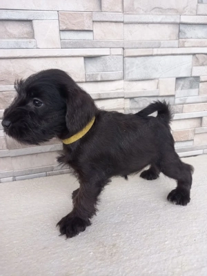 Shnauzer pitic negru 