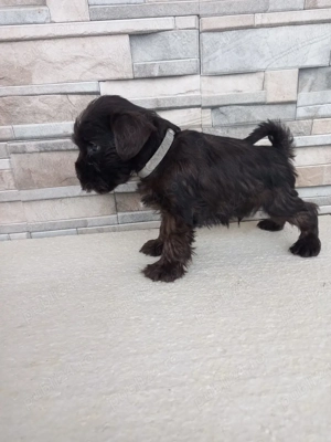 Shnauzer pitic negru  - imagine 5