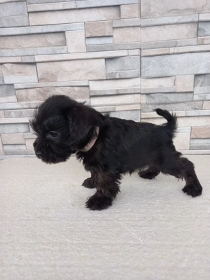 Shnauzer pitic negru  - imagine 3