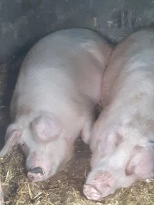 scroafa gestanta - imagine 2