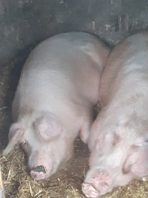 scroafa gestanta - imagine 3