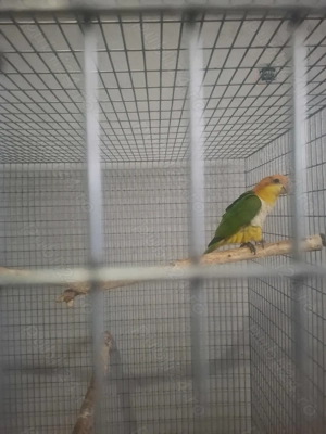 Femelă caique blând  - imagine 2