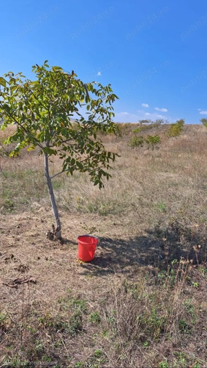 Teren de vanzare - livada de nuci Soporu de Campie Jud Cluj