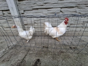 Vând pereche pitice