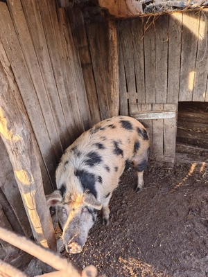 Purcea de vânzare - imagine 2