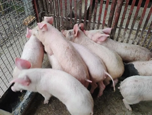 Vand Purcei Marel Alb cu Landrace si Porcii