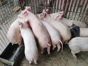 Purcei Marel Alb cu Landrace si Duroc