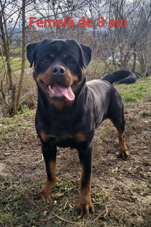 Pui de Rottweiler de vanzare - imagine 3