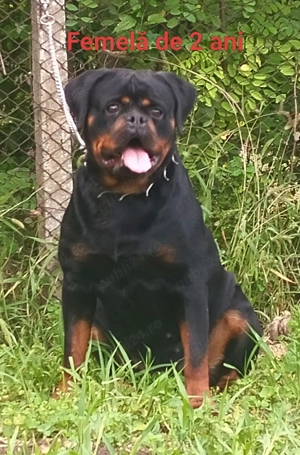 Pui de Rottweiler de vanzare - imagine 4