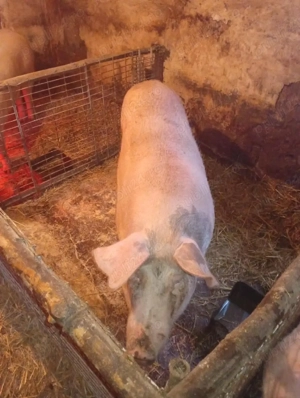 scroafa gestantă pe tata de 29 martie trebe sa fete mama foarte buna la adoua fatare  - imagine 3