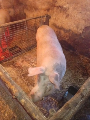 scroafa gestantă pe tata de 29 martie trebe sa fete mama foarte buna la adoua fatare  - imagine 2