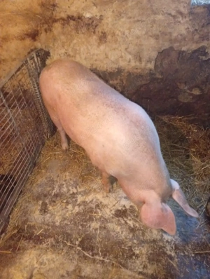 scroafa gestantă pe tata de 29 martie trebe sa fete mama foarte buna la adoua fatare 