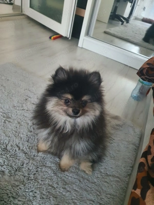 Pomeranian Miny toy 