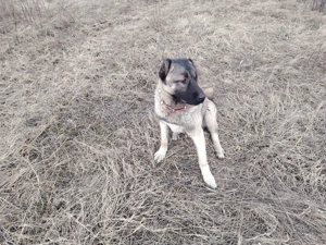 Femela kangal de 8 luni - imagine 6