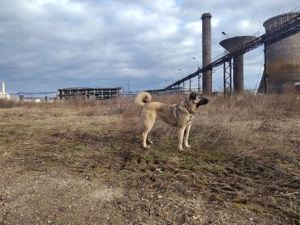 Femela kangal de 8 luni - imagine 3