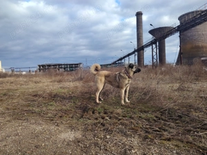 Femela kangal de 8 luni - imagine 2