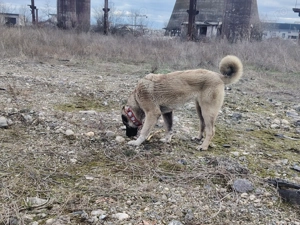 Femela kangal de 8 luni - imagine 5