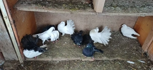 Vand sau schimb Masculi porumbei Voltati , Voltati indieni, Voiajori si Jucatori - imagine 4