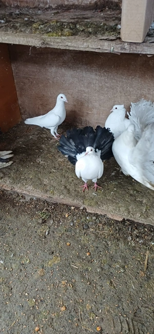 Vand sau schimb Masculi porumbei Voltati , Voltati indieni, Voiajori si Jucatori - imagine 5