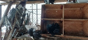 Vand sau schimb Masculi porumbei Voltati , Voltati indieni, Voiajori si Jucatori - imagine 2