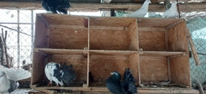 Vand sau schimb Masculi porumbei Voltati , Voltati indieni, Voiajori si Jucatori - imagine 3