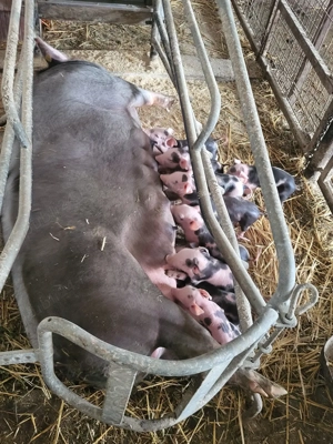 Scroafa pietran cu purcei 