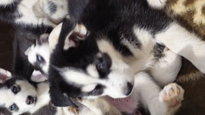 Pui husky siberian - imagine 2