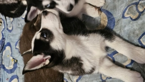 Pui husky siberian - imagine 3