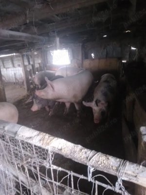 Vând 4 purcele trebuie sa fete  - imagine 3