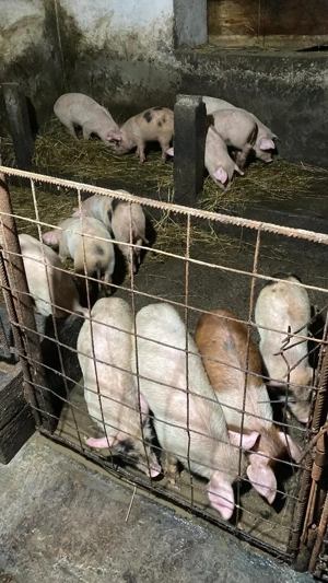 vand purcei 15 saptamani