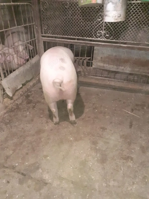 Porc mascul 130 kg - imagine 5