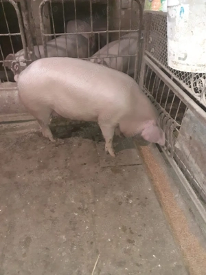 Porc mascul 130 kg - imagine 3