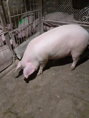 Porc mascul 130 kg - imagine 2
