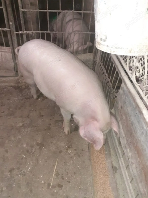 Porc femela 125 kg - imagine 2