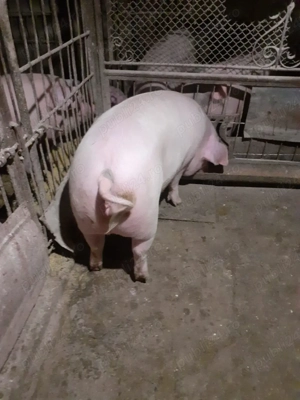 Porc femela 125 kg - imagine 5