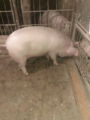 Porc femela 125 kg - imagine 3