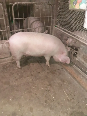 Porc femela 125 kg - imagine 4