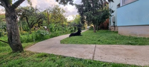 Proprietar vand ap.2 camere 57mp utili în vilă la et.1 cu loc de parcare și curte, orientare N-S-E-V - imagine 6