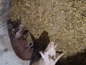 De vanzare 2 purcele. - imagine 2