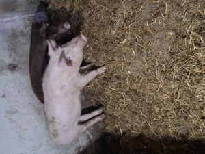 De vanzare 2 purcele. - imagine 3