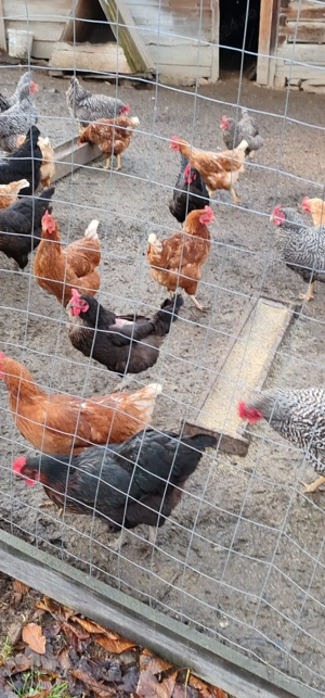 Vând urgent găini ouătoare - imagine 3