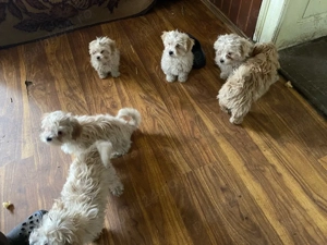 Vand pui Bichon - imagine 3