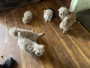 Vand pui Bichon - imagine 2