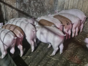 vând 12 soldani rasa de calitate de carne medie 30-35 kg mascul castrați  - imagine 4