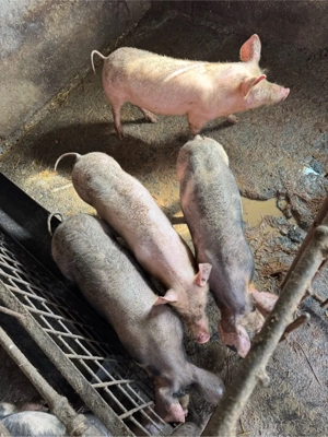 Porci de rasa  ( peste 4 luni jumatate ) - imagine 3