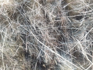 Baloti de fân  de vânzare 