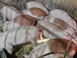 vând 12 soldani rasa de calitate de carne medie 30-35 kg mascul castrați  - imagine 2