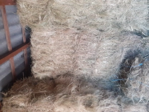 Baloti de fân ținuți la adăpost 